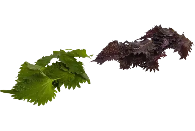 Mélange de feuilles (15 feuilles) caisse 12pc